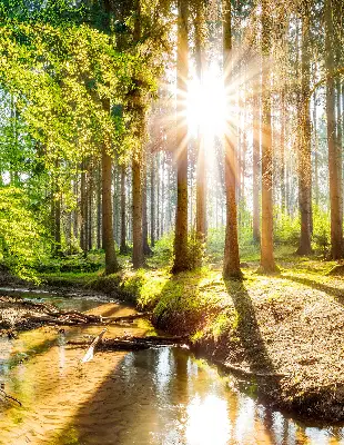 Unutarnja rolo zavjesa za prozor Sunce koje sija kroz drveće