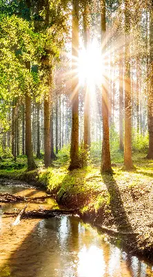 Unutarnja rolo zavjesa za prozor Sunce koje sija kroz drveće