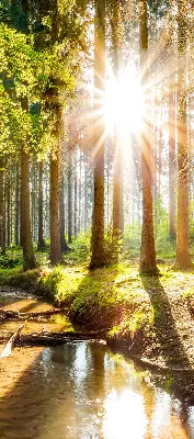 Unutarnja rolo zavjesa za prozor Sunce koje sija kroz drveće