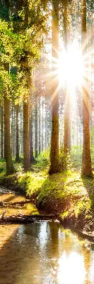 Unutarnja rolo zavjesa za prozor Sunce koje sija kroz drveće