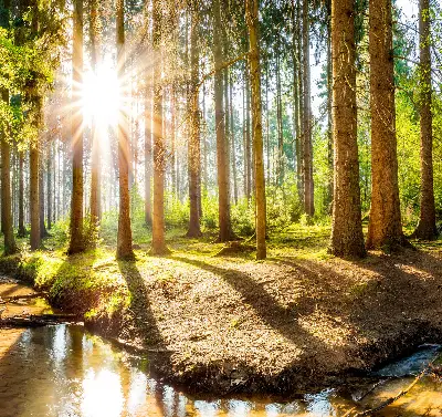 Unutarnja rolo zavjesa za prozor Sunce koje sija kroz drveće