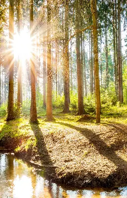 Unutarnja rolo zavjesa za prozor Sunce koje sija kroz drveće