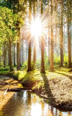 Unutarnja rolo zavjesa za prozor Sunce koje sija kroz drveće