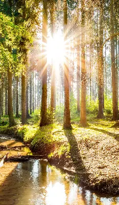 Unutarnja rolo zavjesa za prozor Sunce koje sija kroz drveće