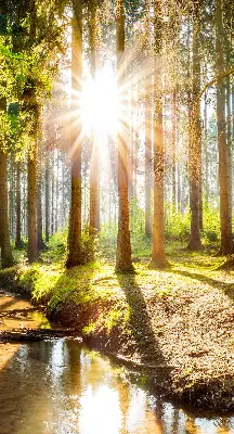 Unutarnja rolo zavjesa za prozor Sunce koje sija kroz drveće