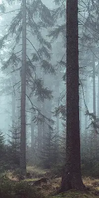 Platnena rolo zavjesa Šuma noću
