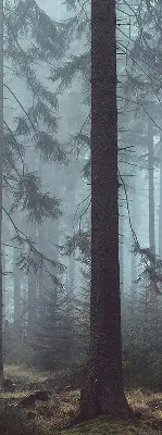 Platnena rolo zavjesa Šuma noću