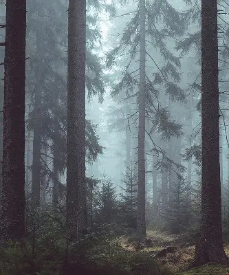Platnena rolo zavjesa Šuma noću