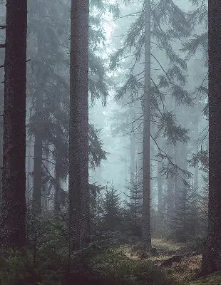 Platnena rolo zavjesa Šuma noću