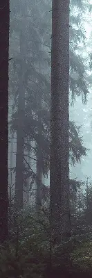 Platnena rolo zavjesa Šuma noću