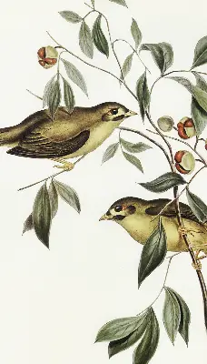 Rolo zavjesa za prozor Ptice na drvetu