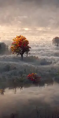 Rolo zavjesa za balkonska vrata Drveće u magli