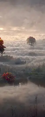 Rolo zavjesa za balkonska vrata Drveće u magli