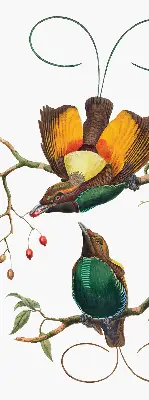 Unutarnja rolo zavjesa Ptice na grani