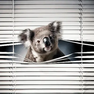 Rolo zavjesa za prozor Koala