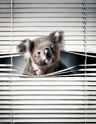 Rolo zavjesa za prozor Koala
