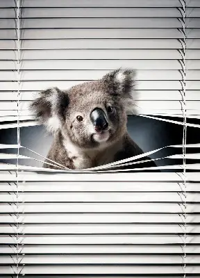 Rolo zavjesa za prozor Koala