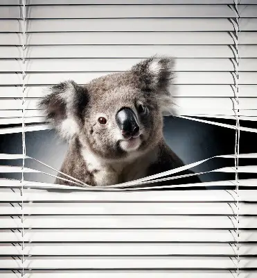 Rolo zavjesa za prozor Koala