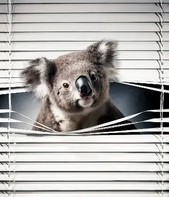 Rolo zavjesa za prozor Koala