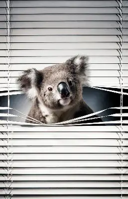 Rolo zavjesa za prozor Koala