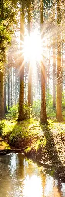Unutarnja zatamnjujuća rolo zavjesa za prozor Sunce koje sija kroz drveće