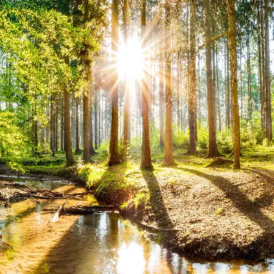 Unutarnja zatamnjujuća rolo zavjesa za prozor Sunce koje sija kroz drveće