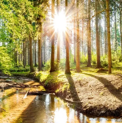 Unutarnja zatamnjujuća rolo zavjesa za prozor Sunce koje sija kroz drveće