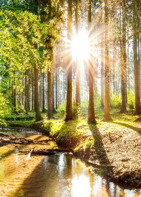 Unutarnja zatamnjujuća rolo zavjesa za prozor Sunce koje sija kroz drveće