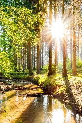 Unutarnja zatamnjujuća rolo zavjesa za prozor Sunce koje sija kroz drveće
