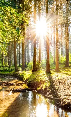 Unutarnja zatamnjujuća rolo zavjesa za prozor Sunce koje sija kroz drveće