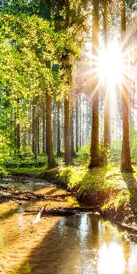 Unutarnja zatamnjujuća rolo zavjesa za prozor Sunce koje sija kroz drveće