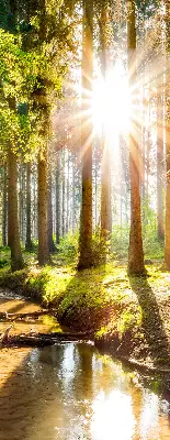 Unutarnja zatamnjujuća rolo zavjesa za prozor Sunce koje sija kroz drveće