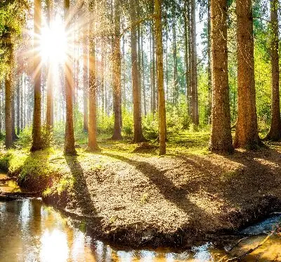 Unutarnja zatamnjujuća rolo zavjesa za prozor Sunce koje sija kroz drveće