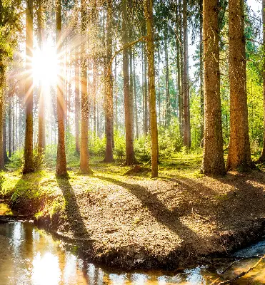 Unutarnja zatamnjujuća rolo zavjesa za prozor Sunce koje sija kroz drveće