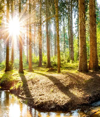 Unutarnja zatamnjujuća rolo zavjesa za prozor Sunce koje sija kroz drveće