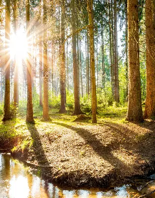 Unutarnja zatamnjujuća rolo zavjesa za prozor Sunce koje sija kroz drveće