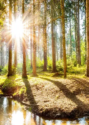 Unutarnja zatamnjujuća rolo zavjesa za prozor Sunce koje sija kroz drveće