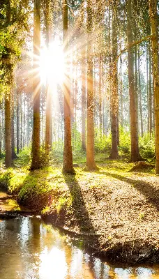 Unutarnja zatamnjujuća rolo zavjesa za prozor Sunce koje sija kroz drveće