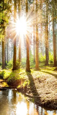 Unutarnja zatamnjujuća rolo zavjesa za prozor Sunce koje sija kroz drveće
