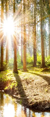 Unutarnja zatamnjujuća rolo zavjesa za prozor Sunce koje sija kroz drveće