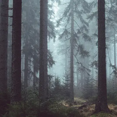 Platnena zatamnjujuća rolo zavjesa Šuma noću
