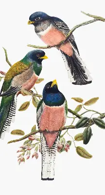 Platnena zatamnjujuća rolo zavjesa Ptice na granama