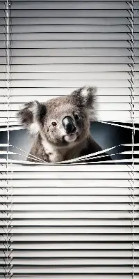 Zatamnjujuća rolo zavjesa za prozor Koala