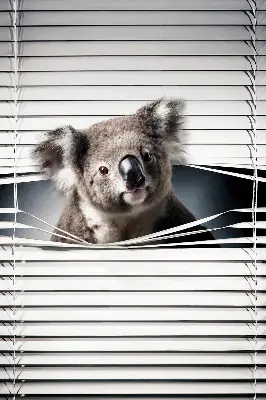 Zatamnjujuća rolo zavjesa za prozor Koala