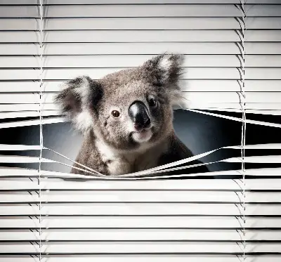 Zatamnjujuća rolo zavjesa za prozor Koala