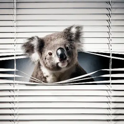 Zatamnjujuća rolo zavjesa za prozor Koala