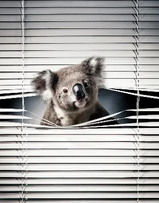 Zatamnjujuća rolo zavjesa za prozor Koala