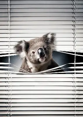 Zatamnjujuća rolo zavjesa za prozor Koala