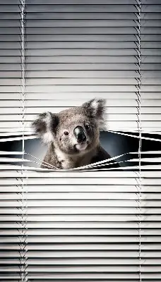 Zatamnjujuća rolo zavjesa za prozor Koala