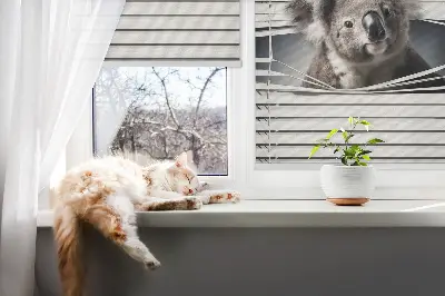 Zatamnjujuća rolo zavjesa za prozor Koala
